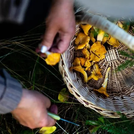 Hakoniemi Alpesi faház *